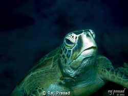 "Fish hook on the turtle neck". This is one of the turtle... by Raj Prasad 